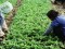 Land Grabbing: la FAO adotta le “Direttive volontarie per la gestione responsabile della terra, dei territori di pesca e delle foreste”. Ora bisogna applicarle