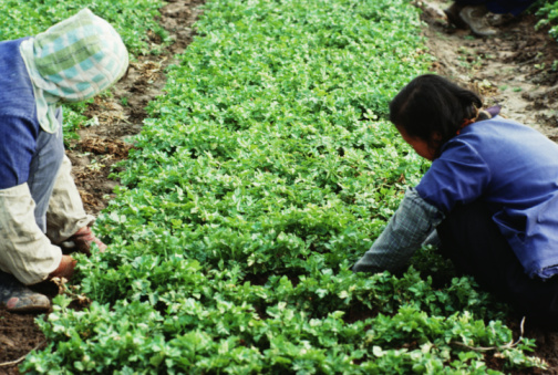 Approvata la legge contro il caporalato in agricoltura. Pene più severe per chi sfrutta i lavoratori