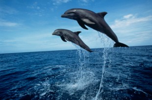 Per pescare il tonno si possono uccidere i delfini. Il WTO condanna il marchio USA “Dolphin safe”