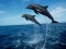 Per pescare il tonno si possono uccidere i delfini. Il WTO condanna il marchio USA “Dolphin safe”