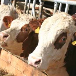 Smantellato traffico clandestino di farmaci veterinari per gonfiare vitelli e maiali. Sequestrate 17 mila confezioni