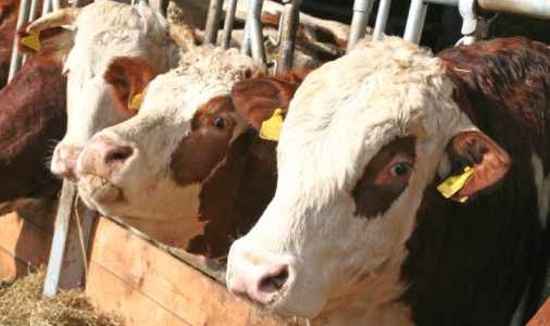 Le carni bovine trattate con sostanze vietate sono il 15%, qualcuno dice che sono troppe, ma dimentica che 10 anni fa erano il doppio!