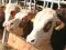 Le carni bovine trattate con sostanze vietate sono il 15%, qualcuno dice che sono troppe, ma dimentica che 10 anni fa erano il doppio!
