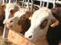 Le carni bovine trattate con sostanze vietate sono il 15%, qualcuno dice che sono troppe, ma dimentica che 10 anni fa erano il doppio!