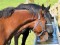 Carne di cavallo: quali pericoli corre chi mangia lasagne o tortellini? Risponde Umberto Agrimi dell’Istituto superiore di sanità  