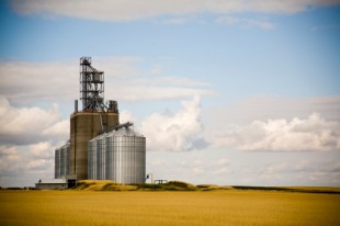 Troppe micotossine nel mais, il problema riguarda diversi Paesi tra cui l’Italia e prescinde dall’origine della materia prima
