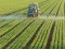 Stop ai neonicotinoidi. Salviamo le api. In arrivo la decisione della Commissione Europea per vietare l’uso di 3 pesticidi 
