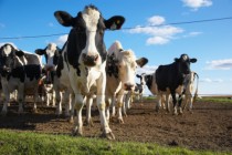 Il 15% della carne bovina italiana è trattato con ormoni e sostanze vietate. Il dato emerge dalle analisi istologiche del Centro di referenza nazionale sugli anabolizzanti