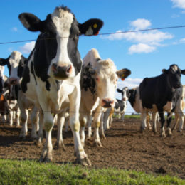Il 15% della carne bovina italiana è trattato con ormoni e sostanze vietate. Il dato emerge dalle analisi istologiche del Centro di referenza nazionale sugli anabolizzanti