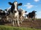Il 15% della carne bovina italiana è trattato con ormoni e sostanze vietate. Il dato emerge dalle analisi istologiche del Centro di referenza nazionale sugli anabolizzanti