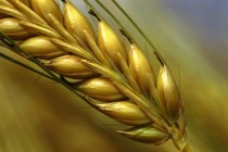 Sicurezza e controlli ufficiali nella filiera agroalimentare, l’ambiziosa riforma proposta dalla Commissione europea