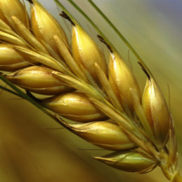 Sicurezza e controlli ufficiali nella filiera agroalimentare, l’ambiziosa riforma proposta dalla Commissione europea