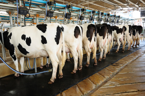 mucche allevamento latte mungere