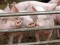 La carne suina migliora: diminuiscono sale e colesterolo e aumenta il valore nutritivo. Le differenze a distanza di vent’anni 
