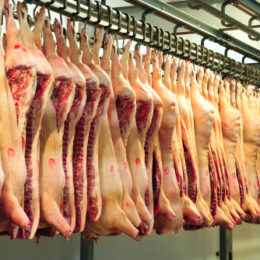 Maxi sequestro di anabolizzanti per bovini e maiali da parte del Corpo Forestale. Silenzio assordante delle associazioni di categoria