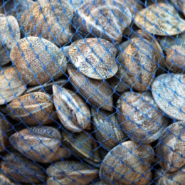 Quando le vongole non sono fresche? Un video di Eurofishmarket Channel spiega come capirlo