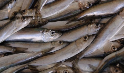 Acciuga o sardina? Un video di Eurofishmarket Channel spiega come distinguere i due pesci e valutare la freschezza