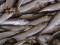 Acciuga o sardina? Un video di Eurofishmarket Channel spiega come distinguere i due pesci e valutare la freschezza