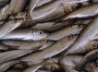 Acciuga o sardina? Un video di Eurofishmarket Channel spiega come distinguere i due pesci e valutare la freschezza
