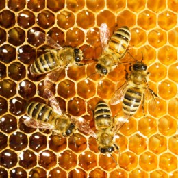 scomparsa delle api miele alveare 156146335