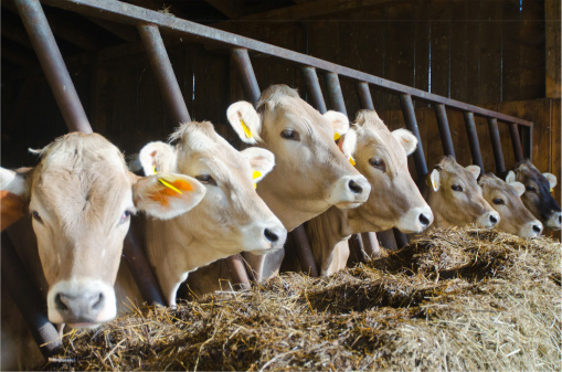 notizie dal mondo mangime allevamento vacche 147323253
