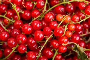 Red currant berry close up colorful fruit background