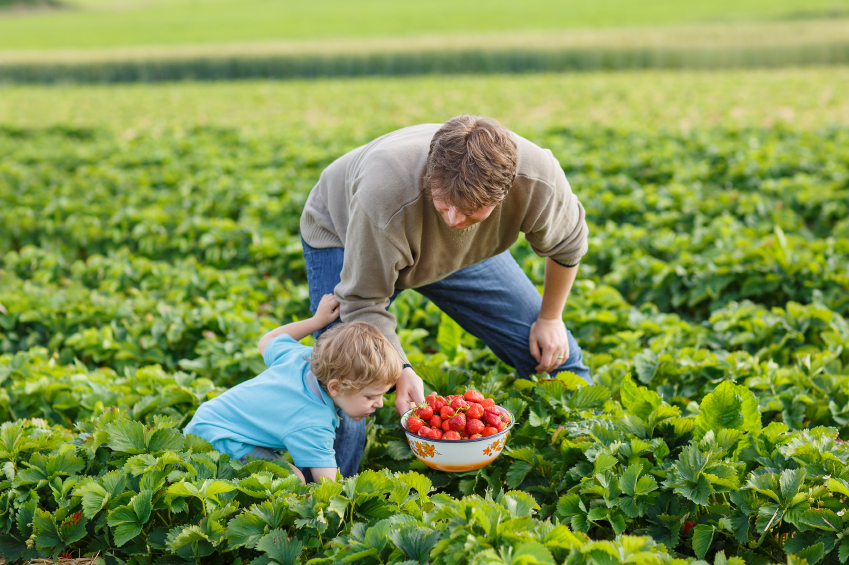 Young man and his son on organic strawberry farm