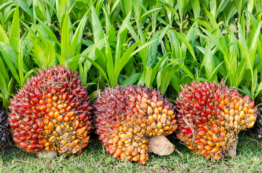 Pile of Palm Oil Fruits with Seedlings