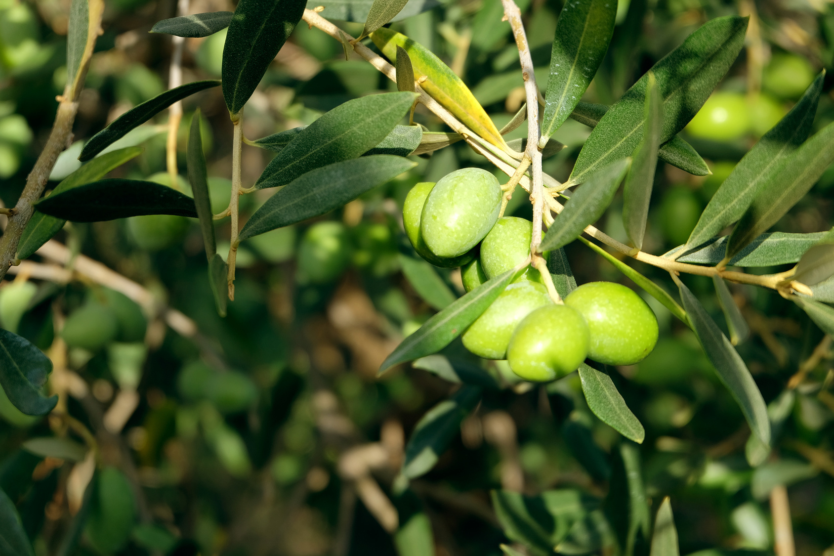 pianta olivo