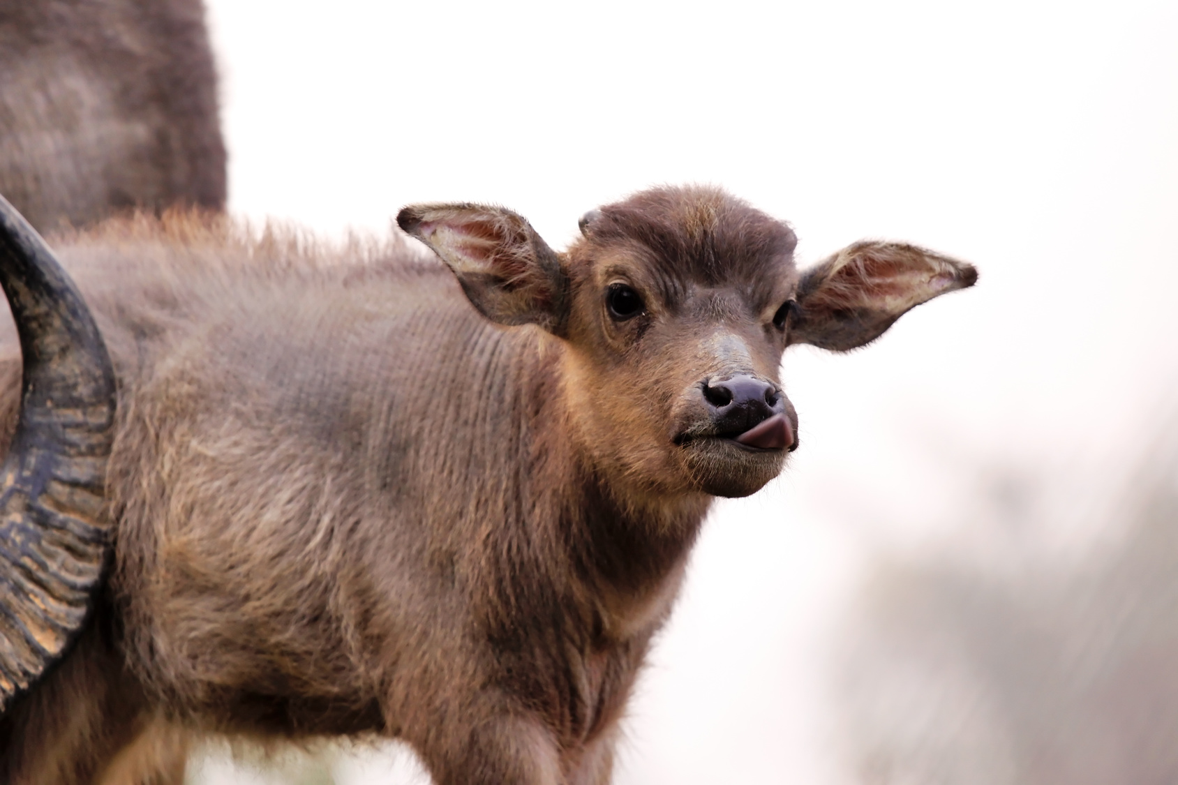Bufali Maschi Aumentano Gli Animali Allevati Per La Carne