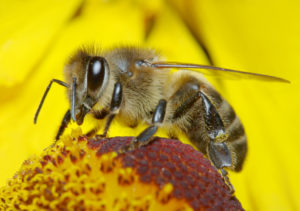 api, fiori-144800666