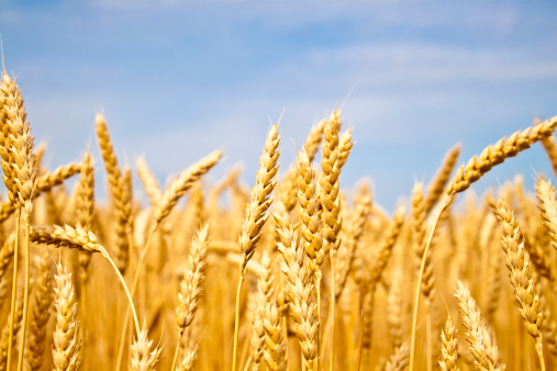 pasta italiana campo grano