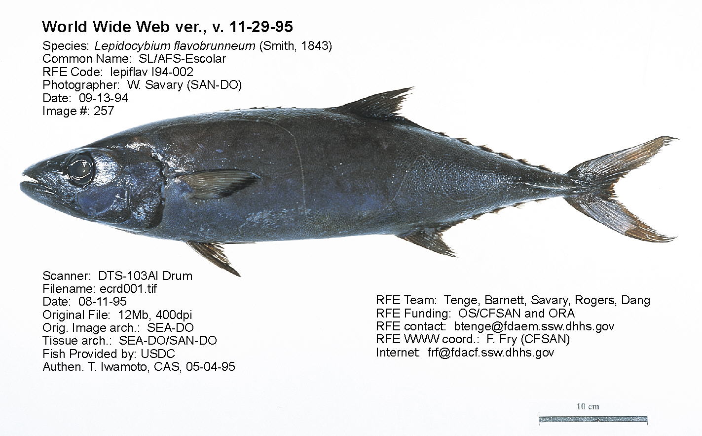 Lepidocybium flavobrunneum (Butterfish)