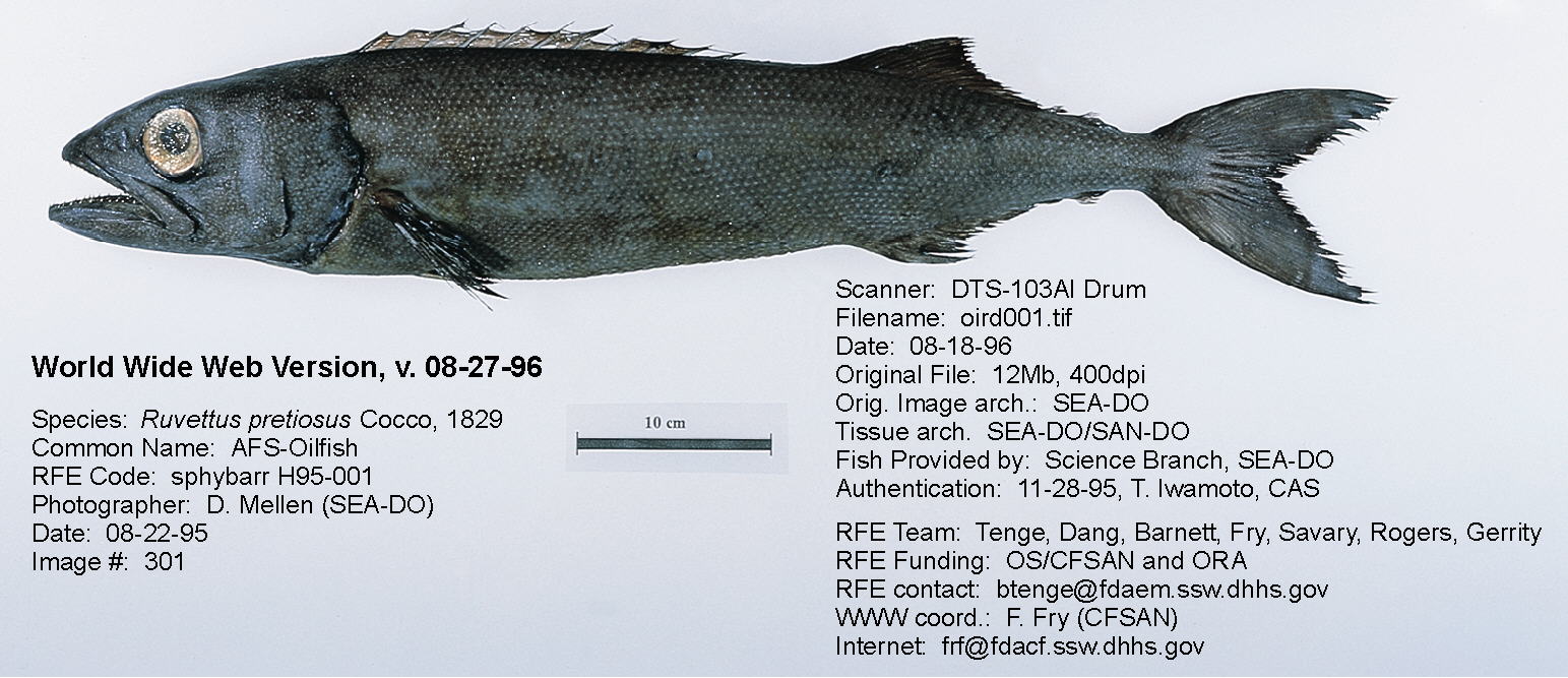 Ruvettus pretiosus (Oilfish)