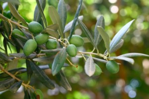 olive ulivo olio