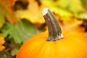 zucca verdura Pesticidi