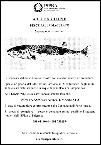 ispra pesce palla manifesto porti