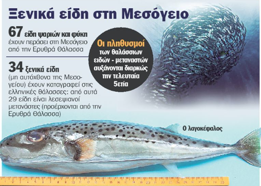 pesce palla allerta grecia 2