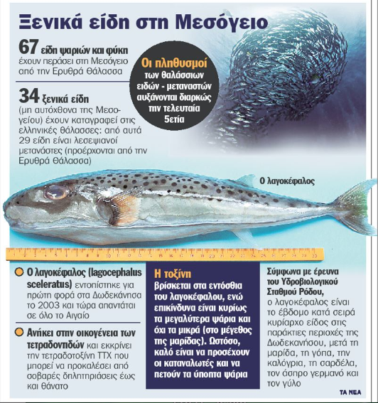 pesce palla allerta grecia