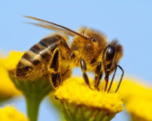 api fiori miele 162660882