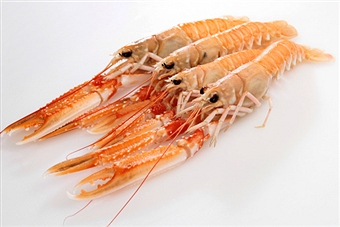 allerta acqua ossigenata scampi pesce 179251005 solfiti