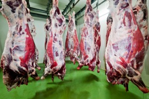 carne  macello  Ormoni nelle carni bovine 178420533