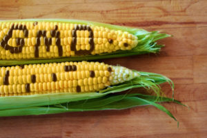 ogm mais monsanto OGM negli alimenti 463509575