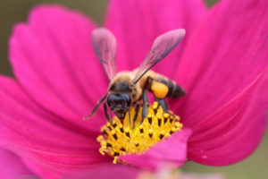 polline api fiore-