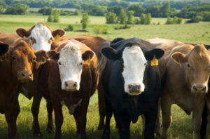 sostanze vietate allevamento bovini anabolizzanti