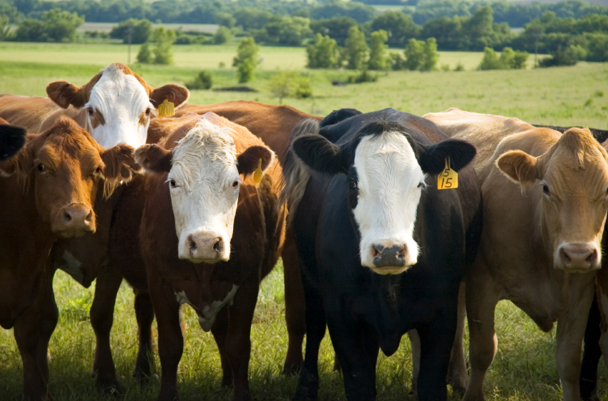 allevamento bovini anabolizzanti