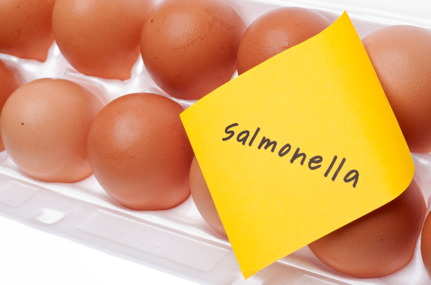 Salmonella uova
