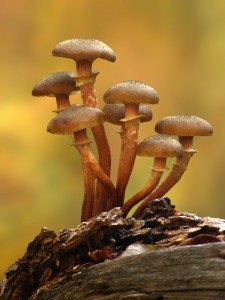 Armillaria gallica fungo chiodino rischi dei funghi iStock_000044176274_Small