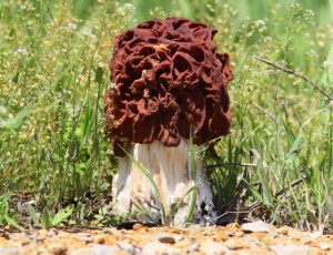 False Morel