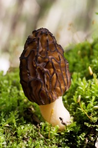 Morchella spugnola funghi iStock_000018737279_Small